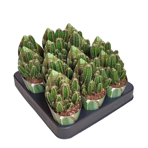 CEREUS FLORIDA POT Ø 6,5 WITH POTCOVER (CACTUS)