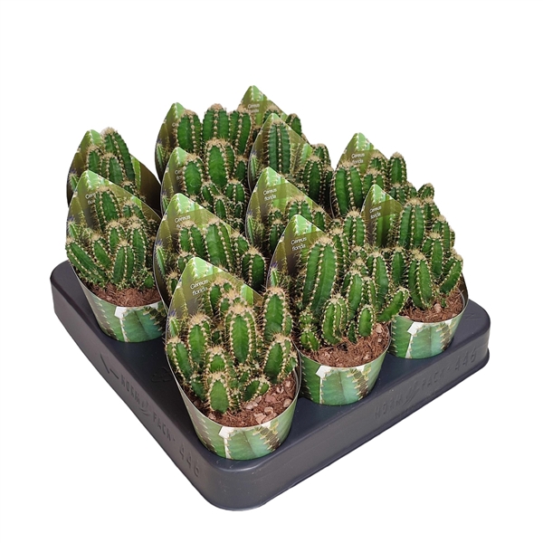 <h4>CEREUS FLORIDA POT Ø 6,5 WITH POTCOVER (CACTUS)</h4>