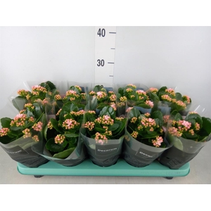 Kalanchoe blos. 'Serenity Softpink'