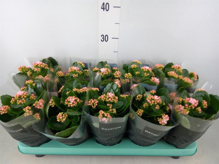 <h4>Kalanchoe blos. 'Serenity Softpink'</h4>