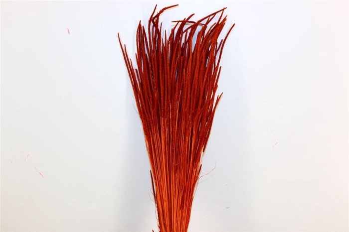 <h4>Dried Phleum Terracotta Bunch</h4>