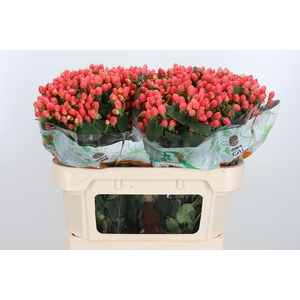 Hyp Mag Roy Princess