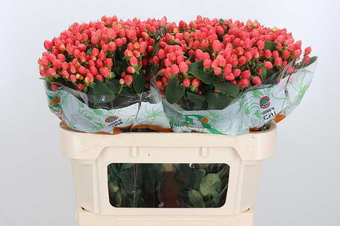 <h4>Hyp Mag Roy Princess</h4>