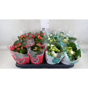 Kalanchoe blos.   ..rosebud mix  2