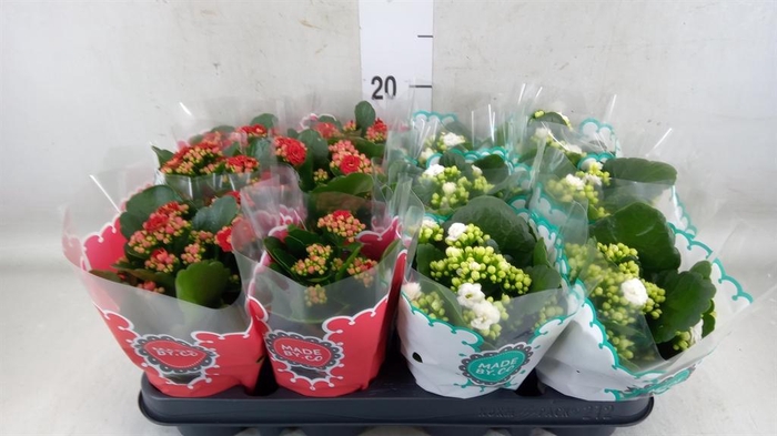 <h4>Kalanchoe blos. ..rosebud mix 2</h4>