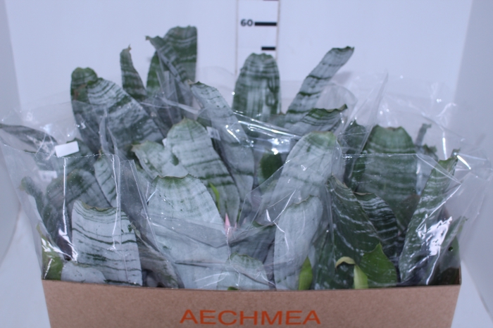 AECHMEA FASCIATA P17