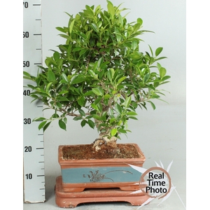 BONSAI GEM