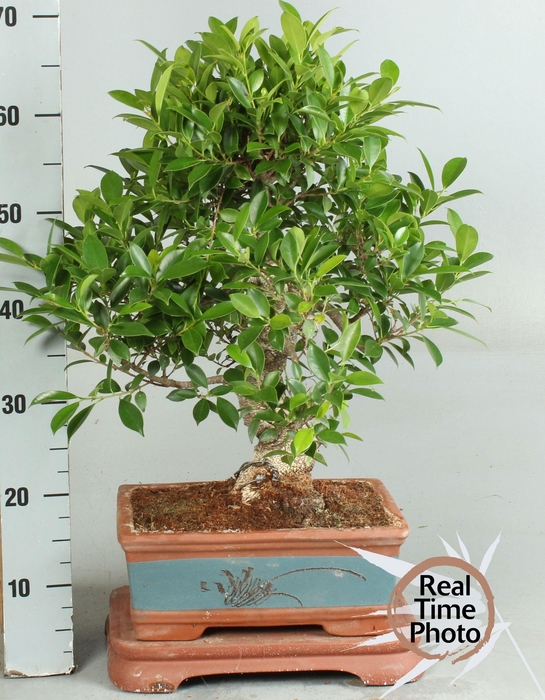 <h4>BONSAI GEM</h4>