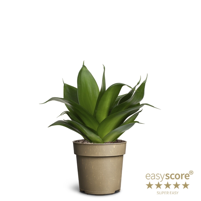 SANSEVIERIA TRIFASCIATA