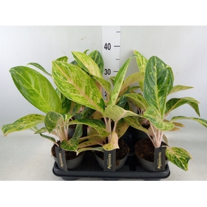 Aglaonema   ...