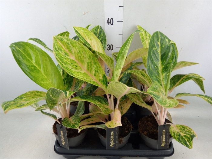 <h4>Aglaonema   ...</h4>