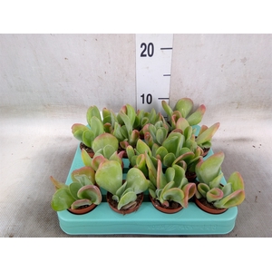 Kalanchoe NF   ...
