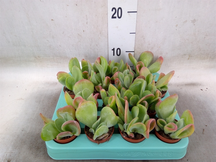 <h4>Kalanchoe NF   ...</h4>