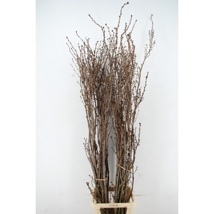 PRUNUS AMAGONAWA PER STEM 180CM