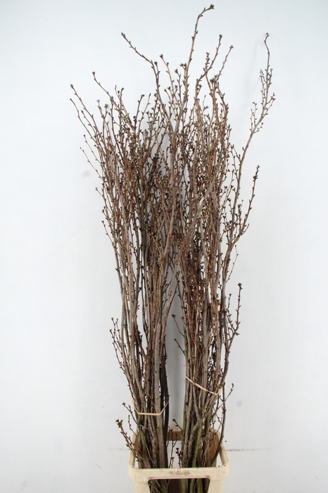 <h4>PRUNUS AMAGONAWA PER STEM 180CM</h4>