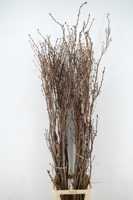 <h4>PRUNUS AMAGONAWA PER STEM 180CM</h4>