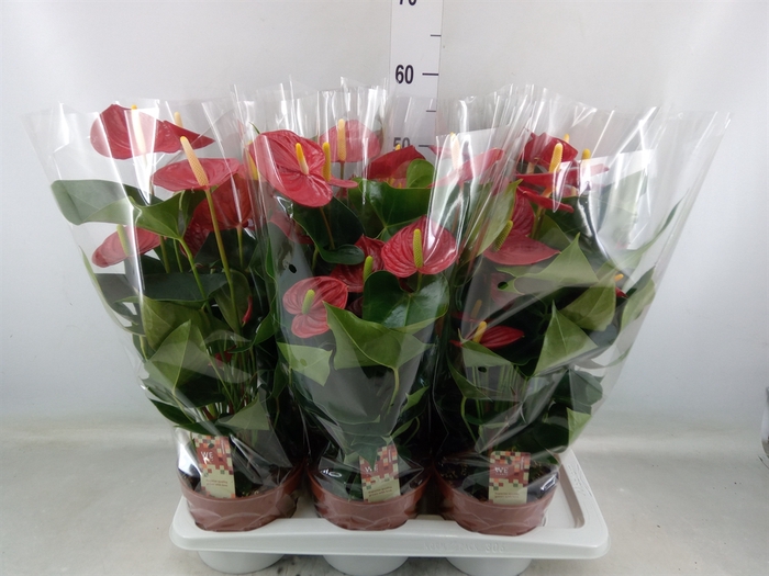 <h4>Anthurium andr. 'Tremendo'</h4>