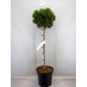 Pinus mugo 'Mops'