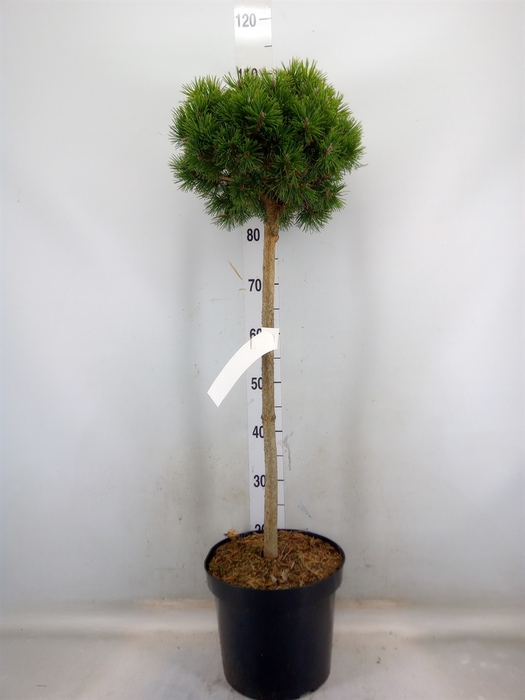 <h4>Pinus mugo 'Mops'</h4>
