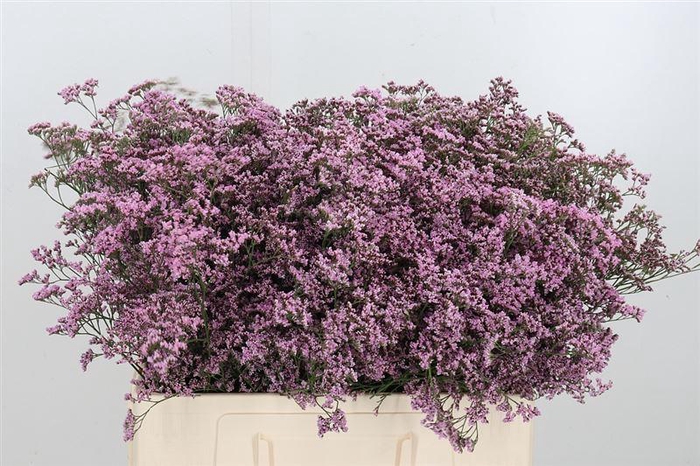 <h4>Lim Saf Oshi Pink</h4>