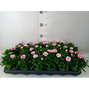 Dianthus  'Oscar Purple Star'