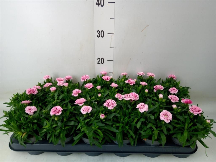 <h4>Dianthus  'Oscar Purple Star'</h4>