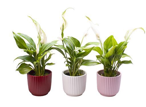 <h4>SPATHIPHYLLUM WALLISII</h4>