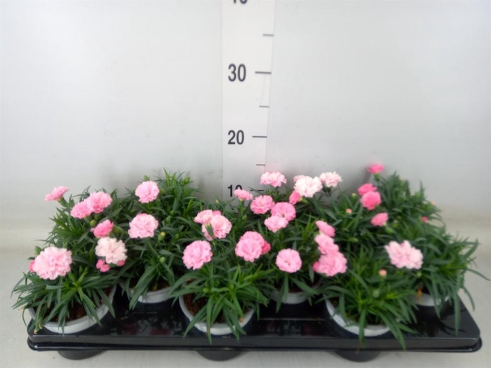 <h4>Dianthus  'I Love U'</h4>