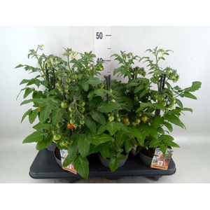 Solanum lycopersicum   ...