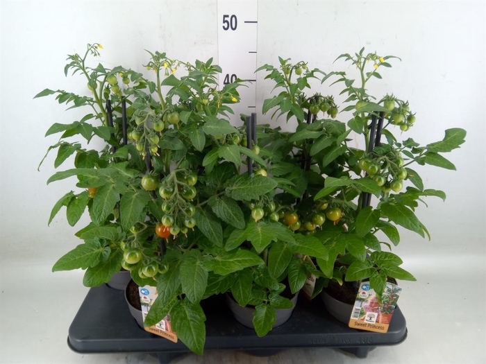 <h4>Solanum lycopersicum   ...</h4>