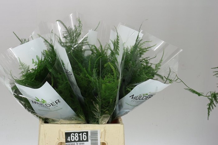 <h4>Asparagus 1e Veren X25</h4>