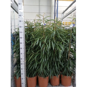 Ficus binn. 'Alii'