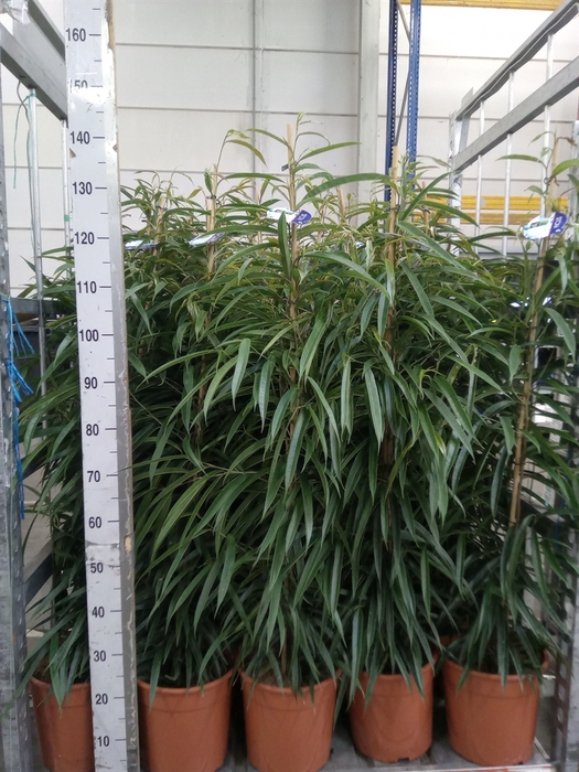 <h4>Ficus binn. 'Alii'</h4>