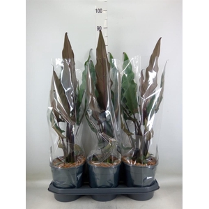 Alocasia lauterbachiana