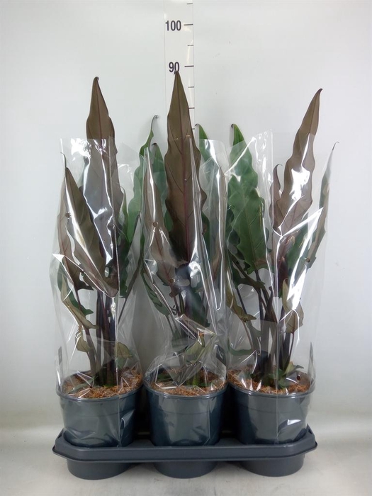 <h4>Alocasia lauterbachiana</h4>