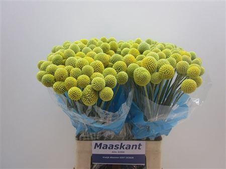 <h4>Craspedia GEEL,(KE),(10)</h4>