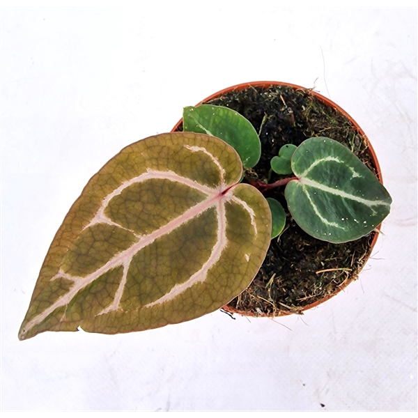 <h4>DocBlock Anthurium Michelle® '10' X (Michelle® X Zara®) '28'</h4>