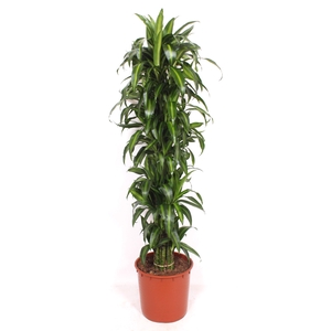 Dracaena Hawaiian Sunshine