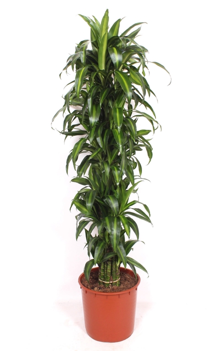 <h4>Dracaena Hawaiian Sunshine</h4>