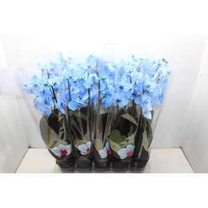 PHALAENOPSIS P12 TINGIDA AZUL 2 HT