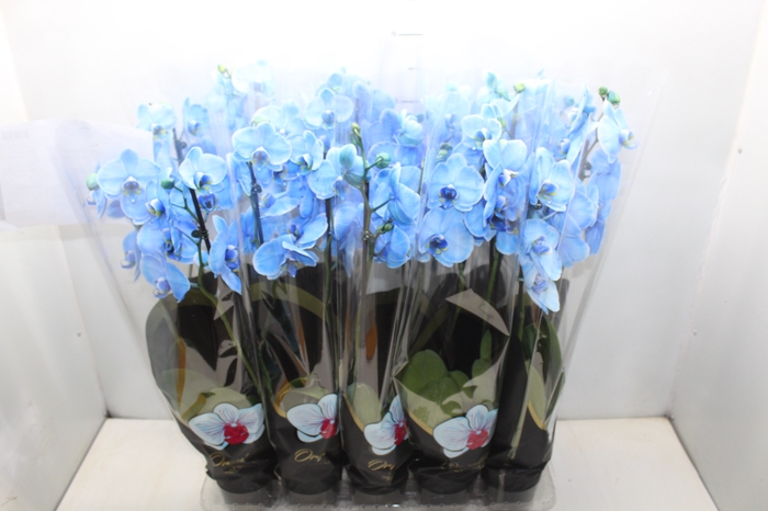 <h4>PHALAENOPSIS P12 TINGIDA AZUL 2 HT</h4>