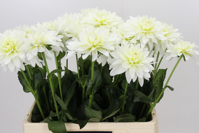 <h4>Dahlia Karma M. Zwaan</h4>