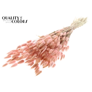 Lagurus per bunch Light Pink