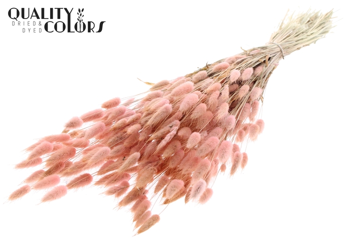 <h4>Lagurus per bunch Light Pink</h4>