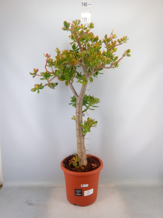 <h4>Crassula ovata 'Sunset'</h4>