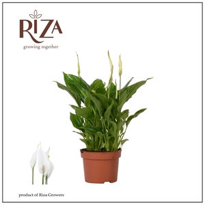 Spathiphyllum Rondo - 10,5 cm