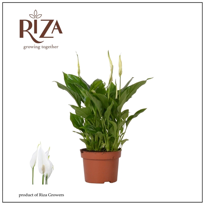 <h4>Spathiphyllum Rondo - 10,5 cm</h4>