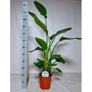 STRELITZIA NICOLAI