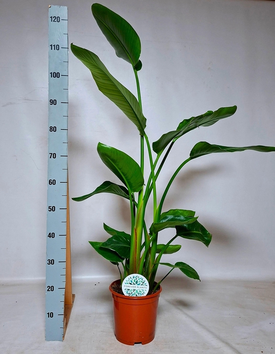 <h4>STRELITZIA NICOLAI</h4>