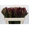 Leucadendron Saf Sunset Dark R.